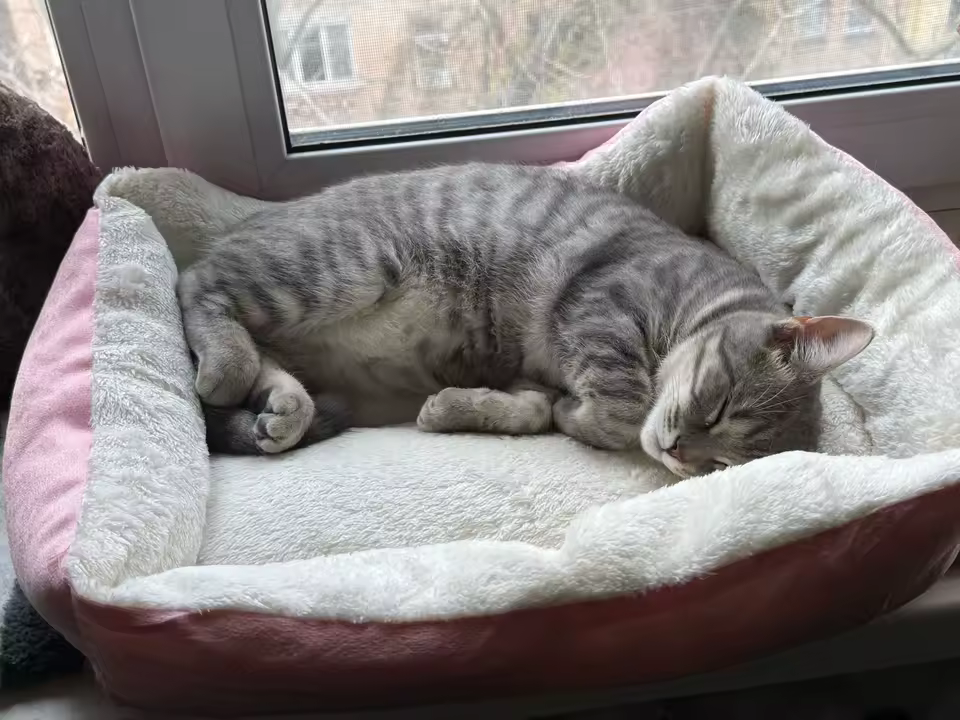 Very cozy bed