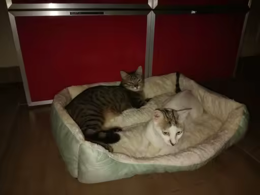 Surprise hit